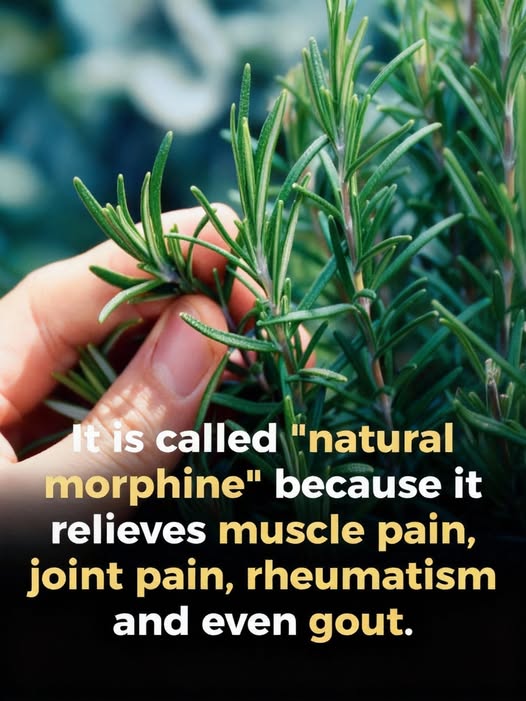 Benefits of This Ancient Herb for the Elderly: A Natural Ally for Healthy Aging