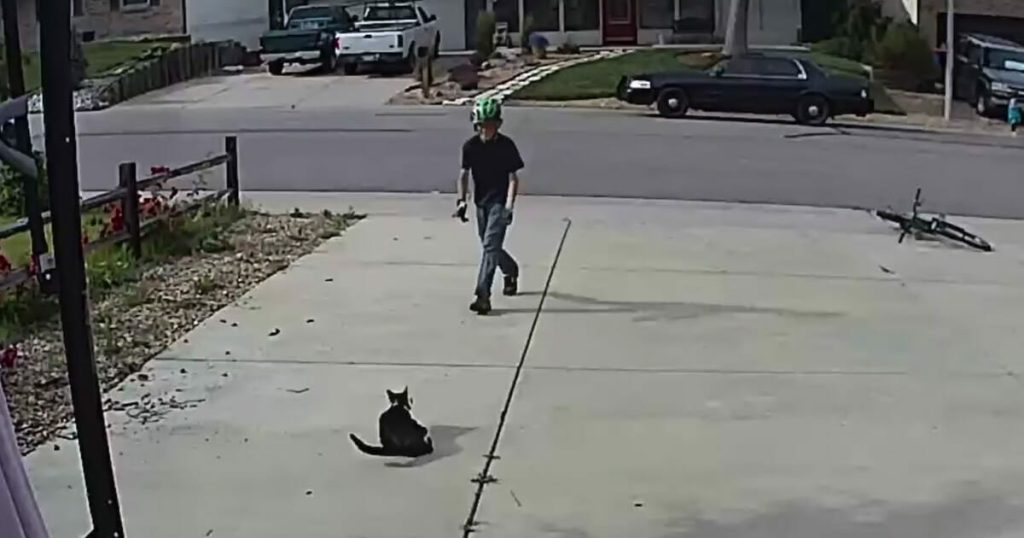 Boy approaches disabled cat – doesn’t realize the camera is recording his actions
