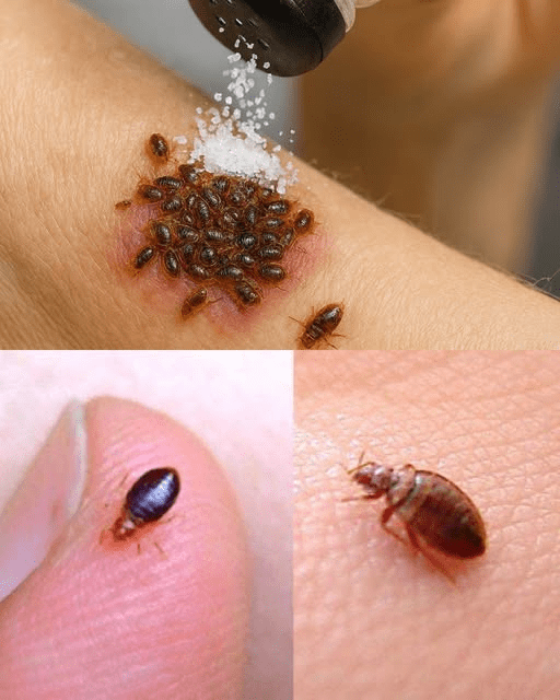 How to Make Bedbugs Disappear from Your Garden in Minutes – A Natural, Proven Approach