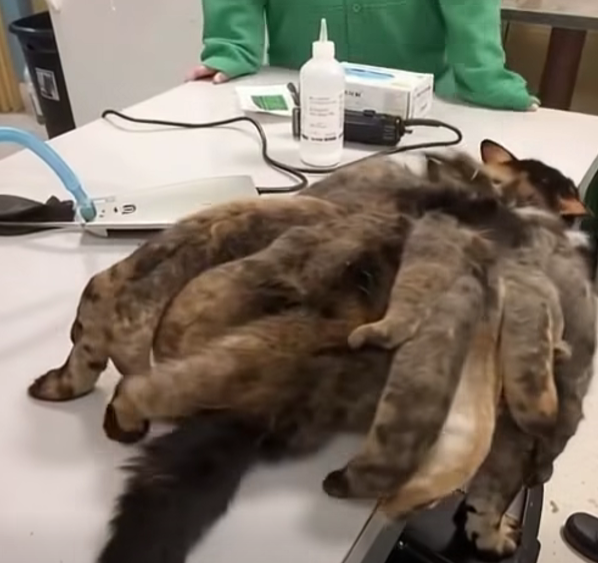 They Thought It Was Just a Stray — What They Discovered Changed Everything