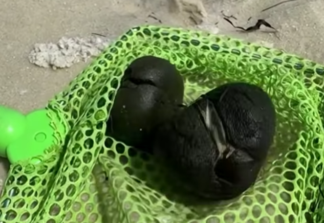 Kids Found These Strange Objects on the Beach — Experts Were Stunned